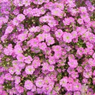 Gipsówka RÓŻOWA GYPSY Deep Rose