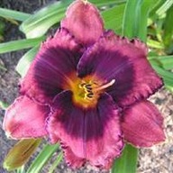 Liliowiec Night Breeze