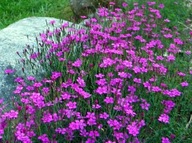 Goździk KROPKOWANY RÓŻOWY Zadarniający P9