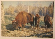 BIAŁOWIESKI PARK NARODOWY. Żubry ( Bison bonasus ) CZYSTA