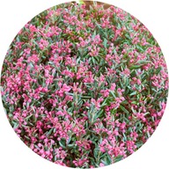 Modrzewnica pospolita 'Blue Ice', 1,5L