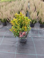 Kiścien wawrzynowy- Leucothoe scarletta zeblid