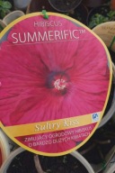 Hibiskus bagienny SULTRY KISS Sadzonka 5l
