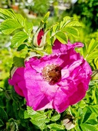 Róża pomarszczona, jadalna, eliminuje chwasty