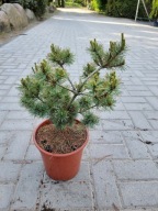 Sosna drobnokwiatowa Pinus parviflora 'Azuma' NA BIG BONSAI