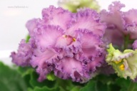 Fiołek afrykański# F-Peremeny k Luchshemu '# sadzonka