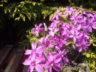 Floks Mix Kolorów 5 SZTUK