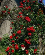 Róża pnąca czerwona