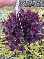 trzykrotka zebrina burgundy XXL