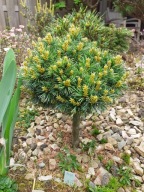 FANTASTYCZNA Sosna drobnokwiatowa 'Bunty' NA WYSOKIM PNIU C5