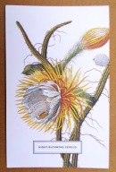 POCZTÓWKA - KRÓLOWA JEDNEJ NOCY - piękna grafika Ogród Botaniczny Nowy Jork