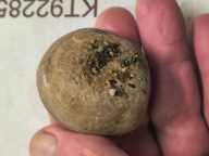 Skamieliny minerały koralowce