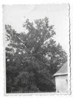 D23 Grodziec Bielitz Bielsko Największy Dąb na Śląsku Cieszyń. 1933 Zamek