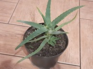 aloes drzewiasty sadzonka zdrowa lecznicza + gratis