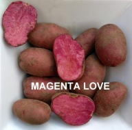 ZDROWE RÓŻOWE CZERWONE ZIEMNIAKI - MAGENTA LOVE 2 KG