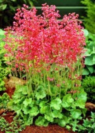 Żurawka Krwista Bylina Sadzonka P9