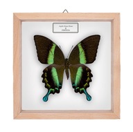 Motyl w gablotce Papilio blumei - samica