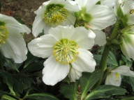 CIEMIERNIK BIAŁY HELLEBORUS NIGER P9 mała sadzonka