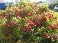 Krzewuszka 'Red Prince' (weigela x hybrida) C2 20/30cm