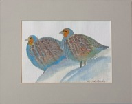 ptaki kuropatwy akwarela na papierze