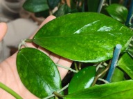 Hoya Hoja SURISA cięta