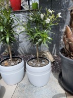 OLEANDER duże drzewko na pniu białe kwiaty Oleander BIANCO na balkon taras