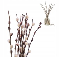 Bazie kotki żywe Kotki do Palmy do wazonu puszyste kotku stroik wielkanoc