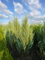 Jałowiec skalny Skyrocket 180-240 cm transport