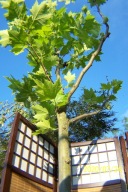 Platan szczepiony przysłonowy okaz 4 metrowy inny