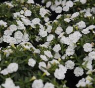 Calibrachoa M.Fam. Uno Double White ZWISAJĄCE KWIATY DO SKRZYNEK