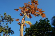 Klon czerwony żółto zielony barwny szczepiony wąsko kolumnowy 14 letni inny