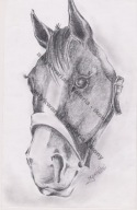 Głowa konia rysunek ołówek, karton bristol 18,5x29 cm