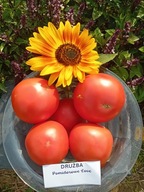 Pomidor Drużba stara odmian z Bułgarii nasiona kolekcjonerskie