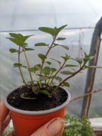 Mięta czekoladowa sadzonka