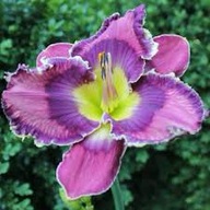 Liliowiec GOD SAVE THE QUEEN