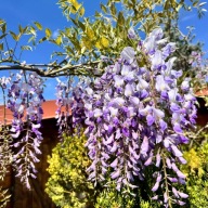 Wisteria floribunda 'Ludwik Lawin' Glicynia
