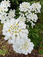 Ubiorek iberis zestaw 90 szt