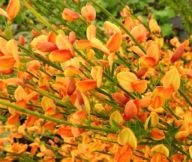 Żarnowiec miotlasty ''APRICOT GEM'' na słabe ziemie ZIMOZIELONA MIOTEŁKA