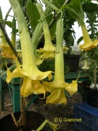 Brugmansia datura Bornergold
