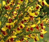 Żarnowiec miotlasty ''ANDREANUS" na ubogie gleby NIEWYMAGAJĄCY ZIMOZIELONY