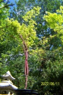 Klon warkoczowy AMG palmowy czerwono pędowy inny