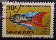 Ryby (kas) - luzak - do uzupełnień 13/5