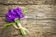 FIOŁEK WONNY SADZONKA W DONICZCE P8 ZADARNIAJĄCY POD DRZEWA NA OBWÓDKI