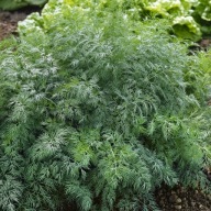 Koper ogrodowy Premium Seeds odmiana Monarch tradycyjne nasiona 3,00 g