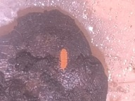 Skoczogonki Yukkinaura aphoruroides 10 szt czerwone/ekipa sprzątająca