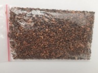 Sosna zwyczajna NASIONA 20g (ok.4000 sztuk) piąty pakiet GRATIS