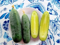 Ogórek Stepowy odporny na suszę ukraiński nasiona