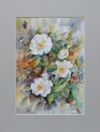 Akwarela pt. Dzika róża 14