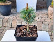 Pinus parviflora 'Ha-tzumari' - !!!!
