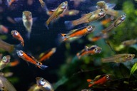 Gupiki Endlera Santa Maria (Neonkowe) narybek 100 szt superpromo